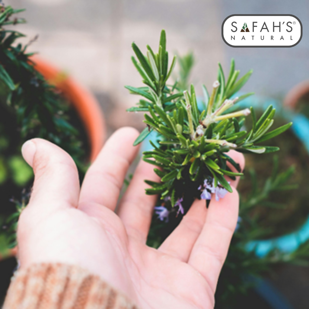 The Power of Rosemary Hair Growth Oil